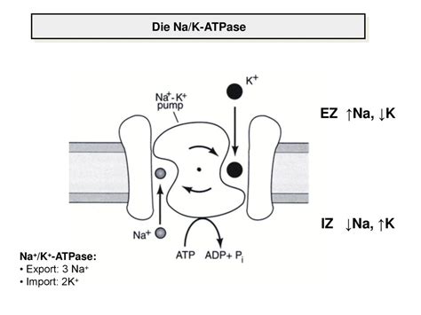 Intra Und Extrazellul Re Ionenkonzentrationen Ppt Herunterladen