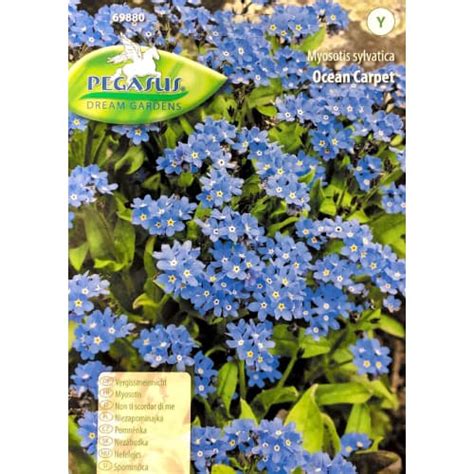 Cumpără semințe de floare de nu mă uita ocean carpet kiepenkerl (50001 ... 