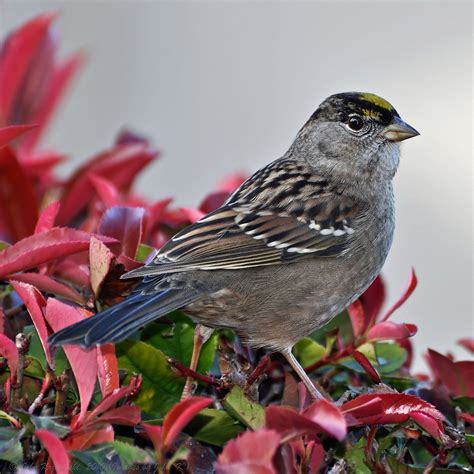 Golden Crowned Sparrow Audubon Field Guide