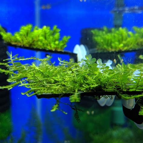 Aquarium Moss for Shrimp and Planted Tanks | Lucky Aquatics