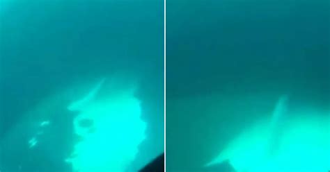 Two Huge Whales Having Sex Filmed Off The Coast Of Argentina Mirror Online