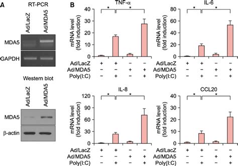 Effect Of MDA5 Overexpression On Poly I C Induced Cytokine Expression