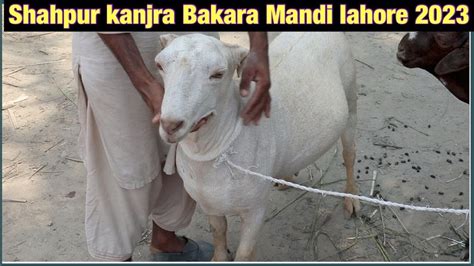 Kitne Ka Liya Qurbani Ka Janwar Today Rate Kia Ha Qurbani Ka Mall