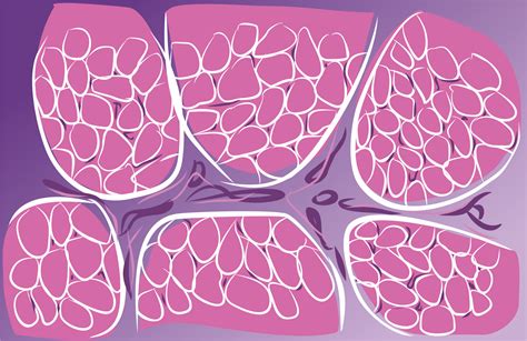 HISTOLOGIA TECIDO CONJUNTIVO PROPRIAMENTE DITO