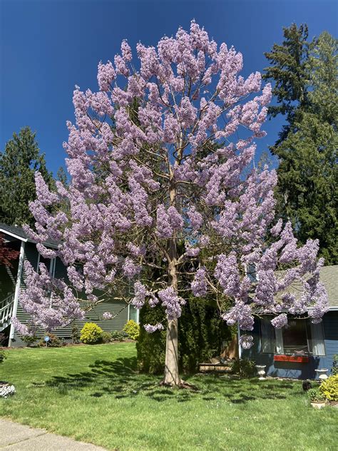 Beautiful Trees With Purple Leaves Balcony Garden Web