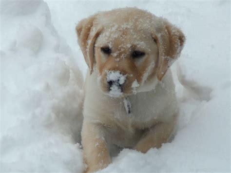 Puppies in Snow Wallpaper - WallpaperSafari