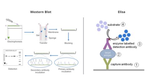 Elisa Or Western Blotting Which Method Is Better For Your Applications