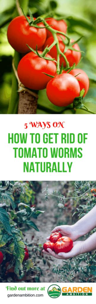 5 Ways On How To Get Rid Of Tomato Worms Naturally