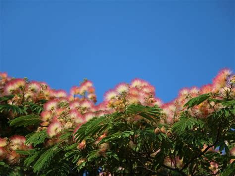 Albizia Silk Trees Information On How To Grow A Silk Tree Gardening Know How