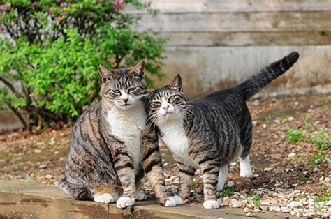 En G Zel Erkek Kedi Isimleri Kedi Hayvanlar Blog