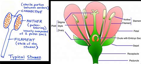 Diagram Of Flower Reproductive System - ClipArt Best