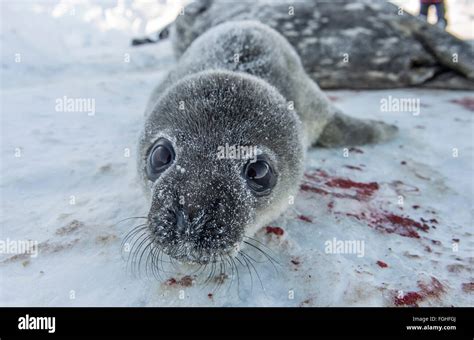 Weddell seal behavior hi-res stock photography and images - Alamy