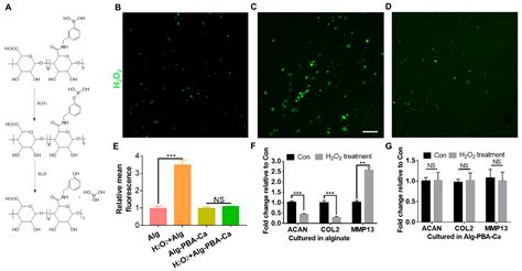 Gels Free Full Text Dynamic Alginate Hydrogel As An Antioxidative