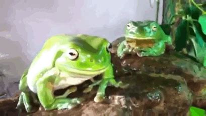 white's tree frog amphibian gif | WiffleGif