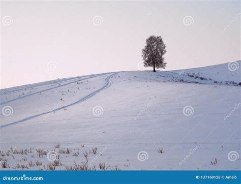 Naked Tree On A Snowy Hill Stock Photo Image Of Snowy