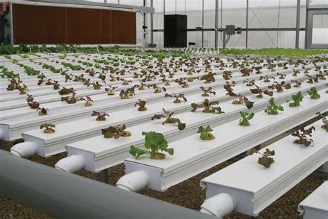 Hydroponics: Revolutionizing Greenhouse Growing - Greenhouse Product News