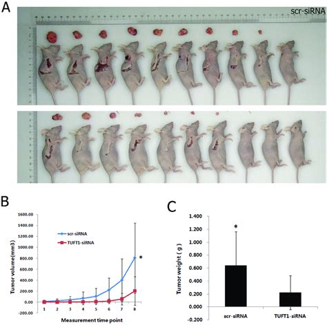 Effects Of Tuft Knockdown On Xenograf Tumorigenicity In Vivo In Nude