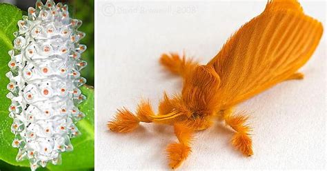 Jewel Caterpillar Turns Into This Type Of Moth Imgur