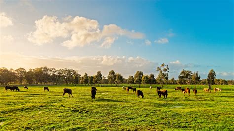 Cows Grazing On A Daily Farm In Rural South Australia During Win – Florida Land Network Leonard ...