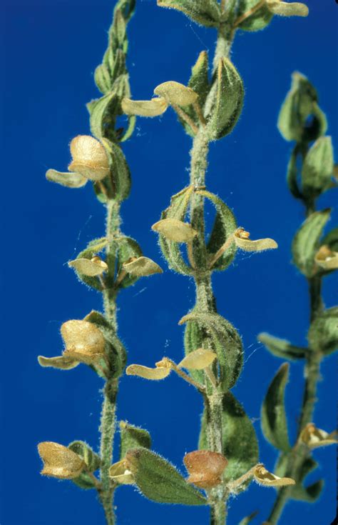 Scutellaria Parvula Lamiaceae Image 9208 At PhytoImages Siu Edu