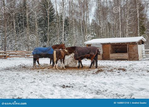 Farm in the Winter. Feeding Horses at the Horse Farm Stock Photo - Image of riding, snowy: 168801318