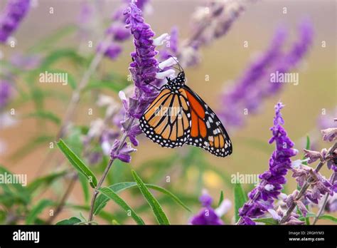 Queen Butterfly Danaus Gilippus On Mexican Bush Sage Salvia