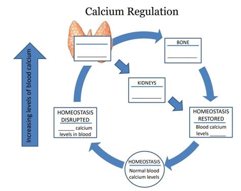 Regulation Of Blood Calcium Levels Diagram