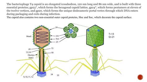 bacteriophage types structure  morphology   phage