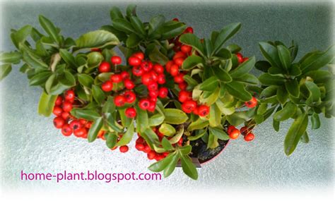 Комнатные растения для души и настроения: Пираканта (Pyracantha): уход ...