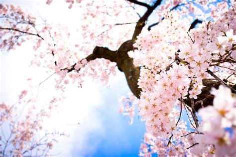 Cherry Blossom Tree HD desktop wallpaper : Widescreen : High Definition ...