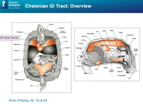 Reptile GI Anatomy Physiology Flashcards Quizlet