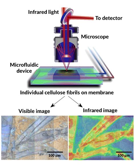 Tracking the Breakdown of Cellulose at the Micron Scale