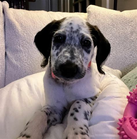 Dalmatian Poodle Mix: A Spot On Adorable Doodle