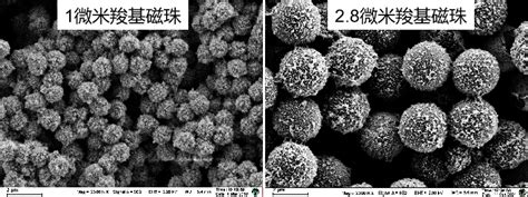 化学发光磁珠 南京东纳生物科技有限公司