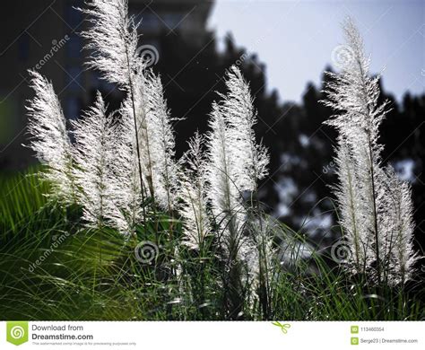 Hierba De Pampa Selloana Del Cortaderia Foto De Archivo Imagen De