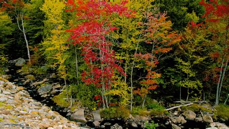 Maine Fall Colors 2024 Abbye Annissa