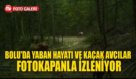 Bolu Da Yaban Hayati Ve Ka Ak Avcilar Fotokapanla Zlen Yor Bolu