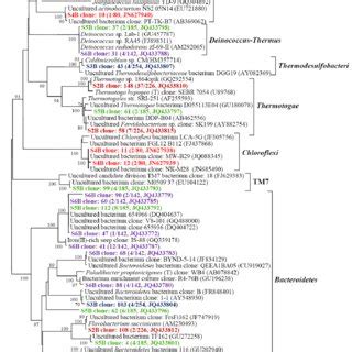 Phylogenetic Tree Of The Actinobacteria Thermodesulfobacteria