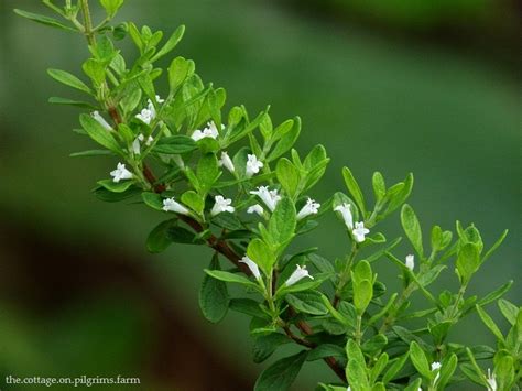 Cottage Life On Pilgrims Farm Jamaican Mint Tree Updated