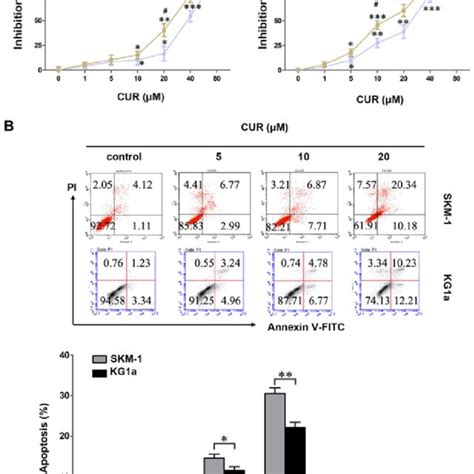 CUR Inhibits Cell Growth And Induces Cell Apoptosis In SKM 1 And KG1a