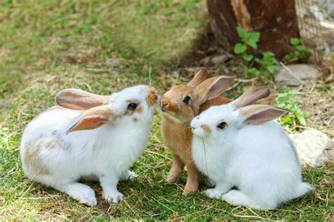 16 Surprising Facts About Pet Rabbits (2024 Update)