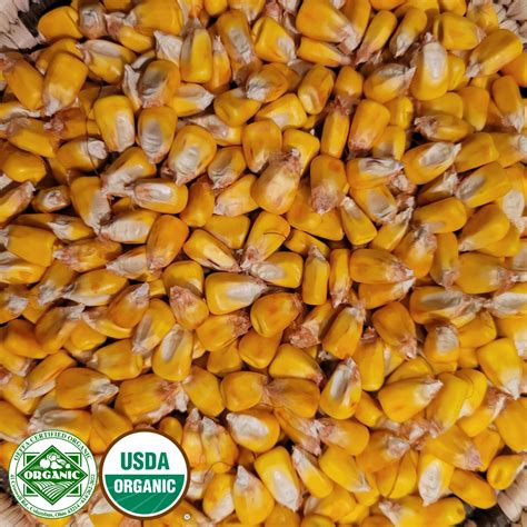 Organic Yellow Corn Seed Feed Use Only Blue Creek Agriventure