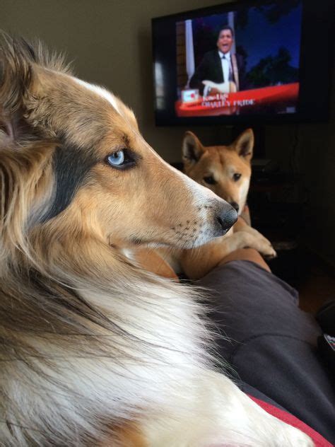 62 Best Shiba Inu And Shetland Sheepdog Sheltie Sheltie Shibainu