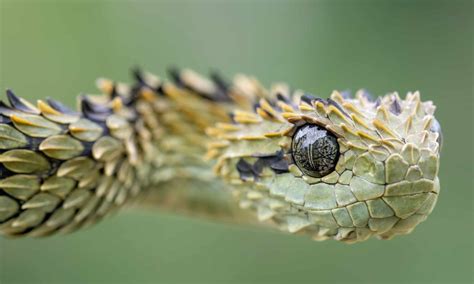 Viper Animal Facts - A-Z Animals