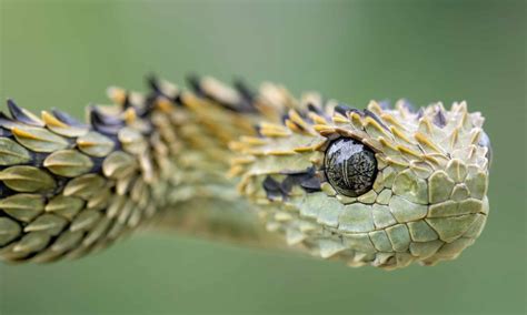 Spiny Bush Viper A Z Animals