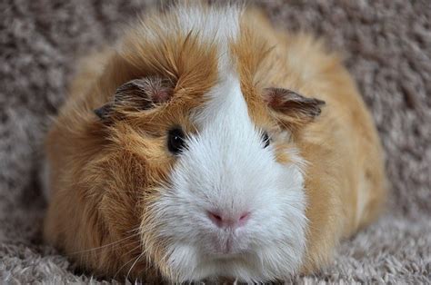 White Crested Guinea Pig - PetsWeekly.com