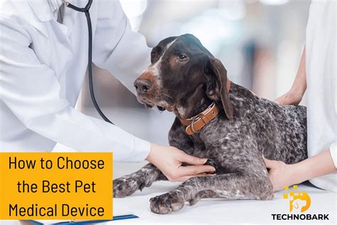 Guide to Choosing the Right Pet Medical Device for Your Dog