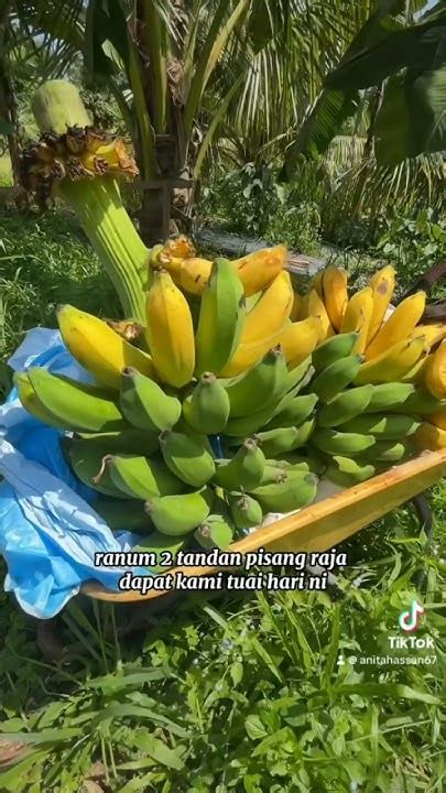 Tuai Pisang Raja Pisang 40 Hari Dan Pisang Berangan Berkebun