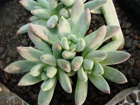 Pachyphytum Hookeri Caracter Sticas Y Cuidados M S Importantes