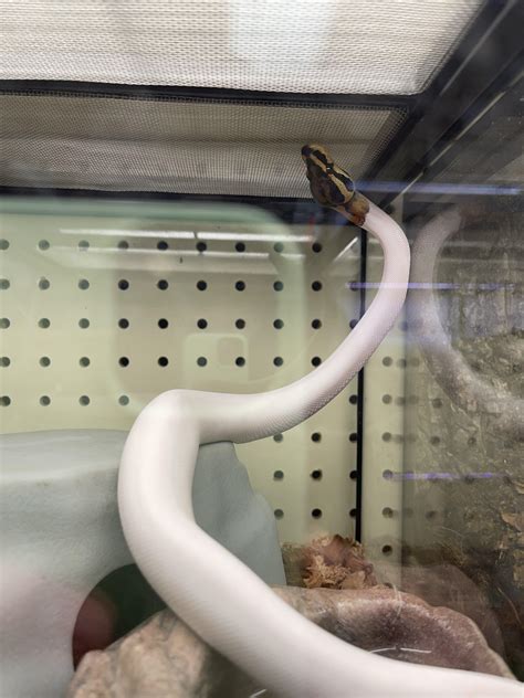 What type of snake is this? Saw it at a pet store, its whole body was ...